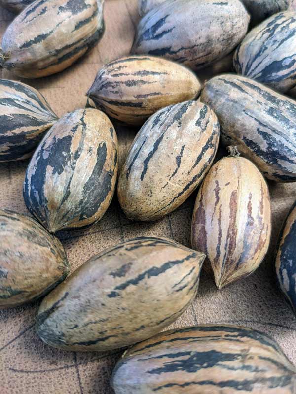 pecan