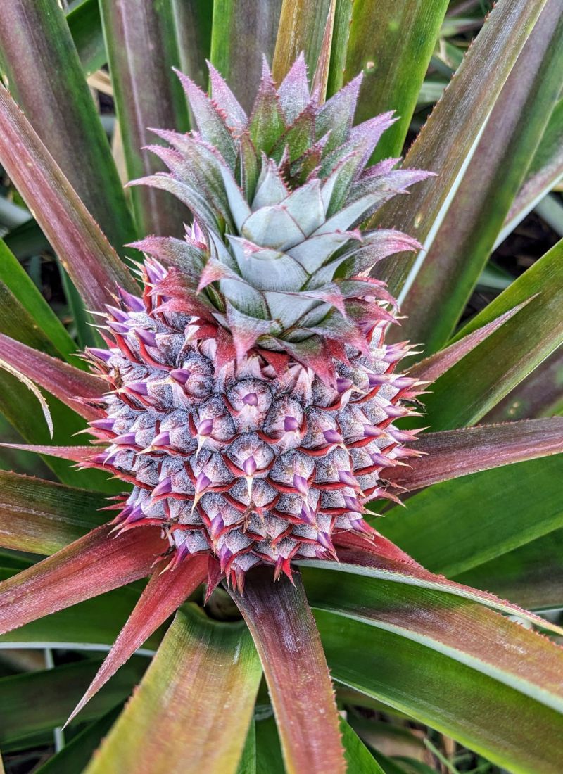 Groupement des petits producteurs de Luweero