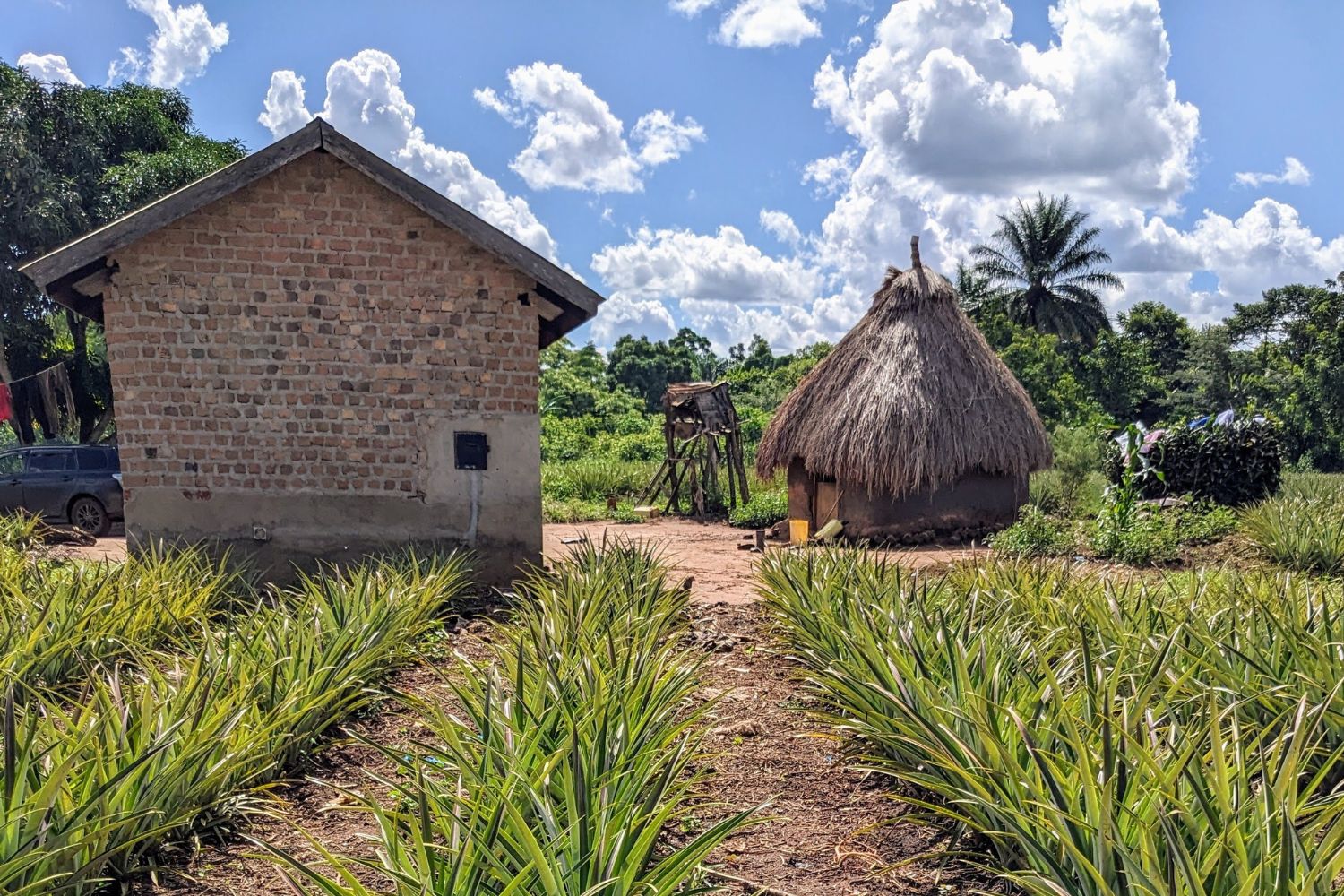 Groupement des petits producteurs de Luweero