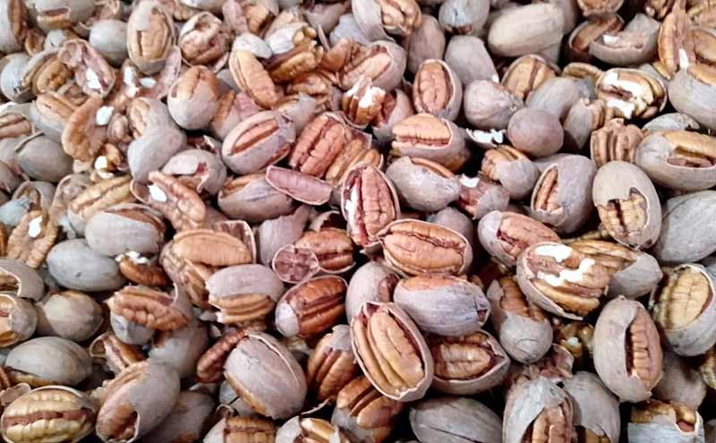 pecan